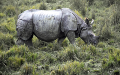 kaziranga (14)